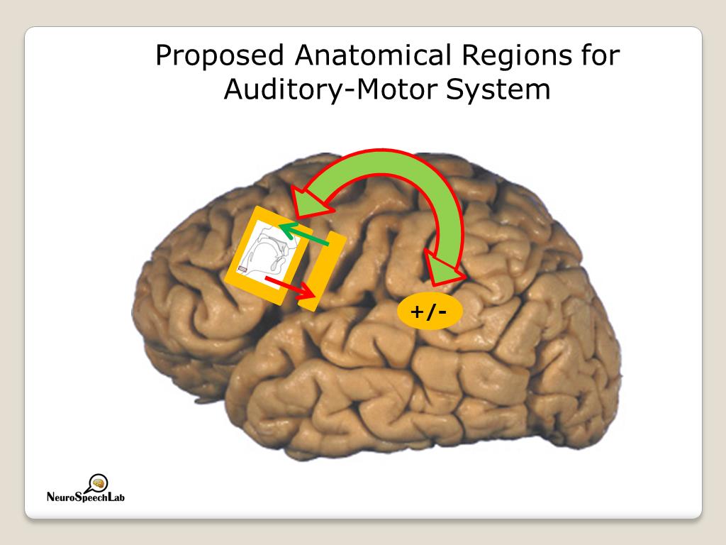 Proposed Anatomical Regions for Auditory-Motor System
