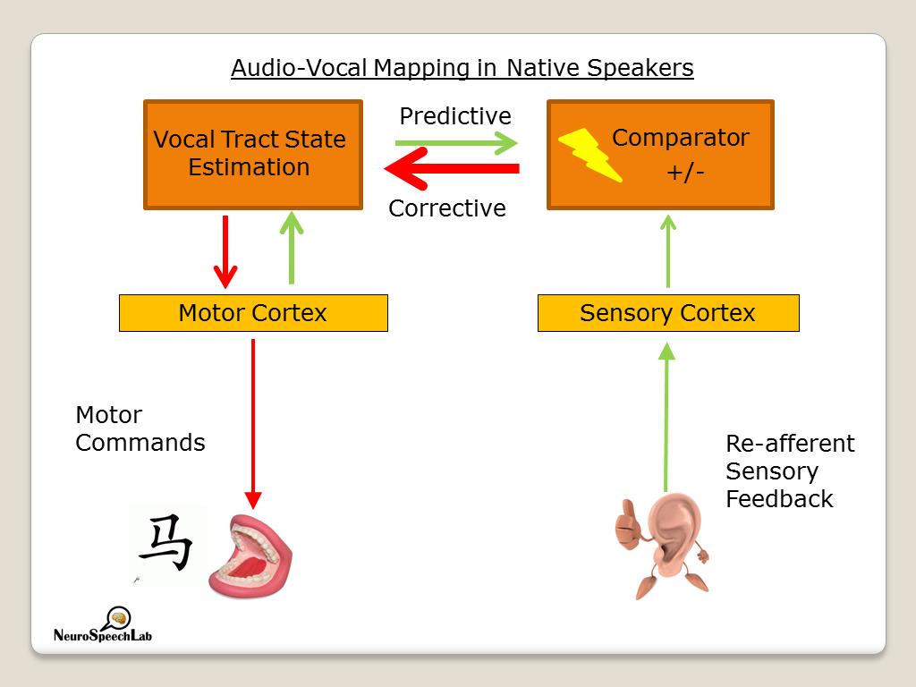 Audio-Vocal Mapping in Native Speakers