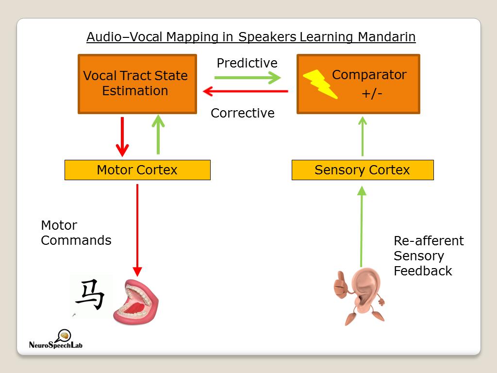 Audio–Vocal Mapping in Speakers Learning Mandarin