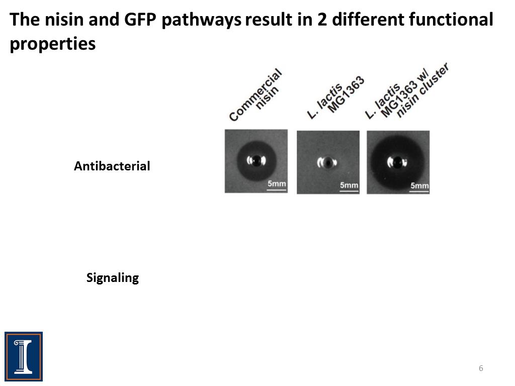 The nisin and GFP pathways result in 2 different functional properties