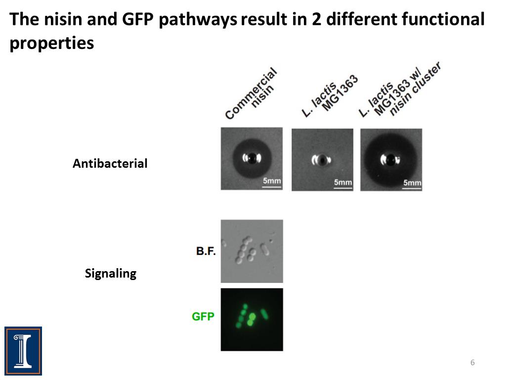 The nisin and GFP pathways result in 2 different functional properties