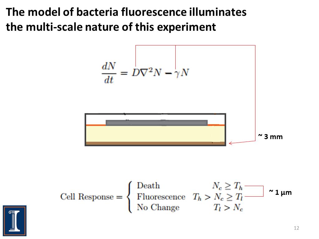 The model of bacteria fluorescence illuminates the multi-scale nature of this experiment
