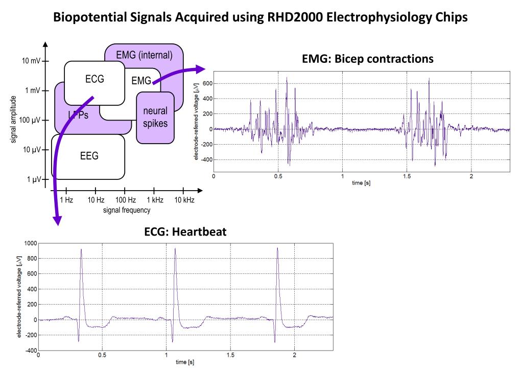 Biopotential Signals Acquired using RHD2000 Electrophysiology Chips