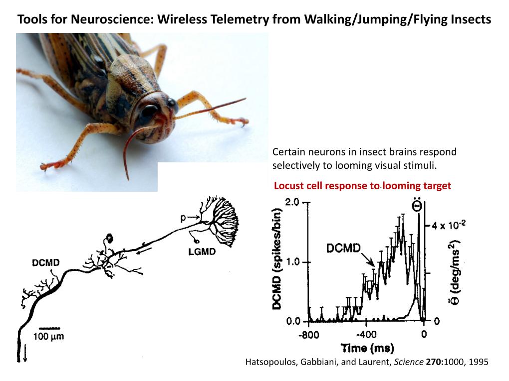 Tools for Neuroscience: Wireless Telemetry from Walking/Jumping/Flying Insects