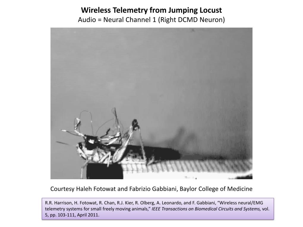 Wireless Telemetry from Jumping Locust Audio = Neural Channel 1 (Right DCMD Neuron)