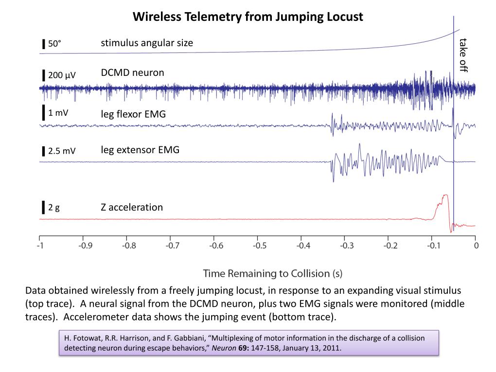 Wireless Telemetry from Jumping Locust