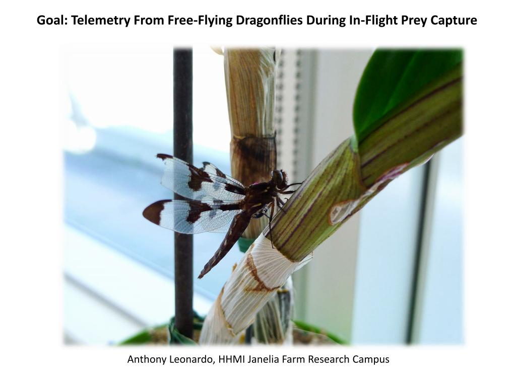 Goal: Telemetry From Free-Flying Dragonflies During In-Flight Prey Capture