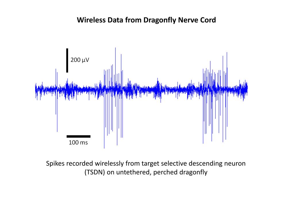 Wireless Data from Dragonfly Nerve Cord