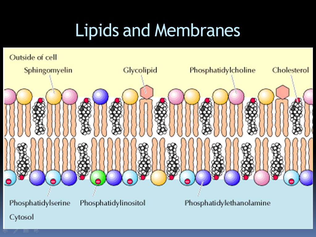 Lipids And Memembrane Video And Docx Membranes Bacterial My XXX Hot Girl