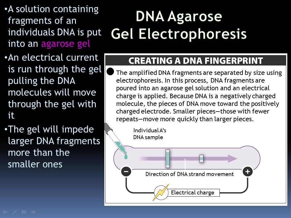 DNA Agarose Gel Electrophoresis