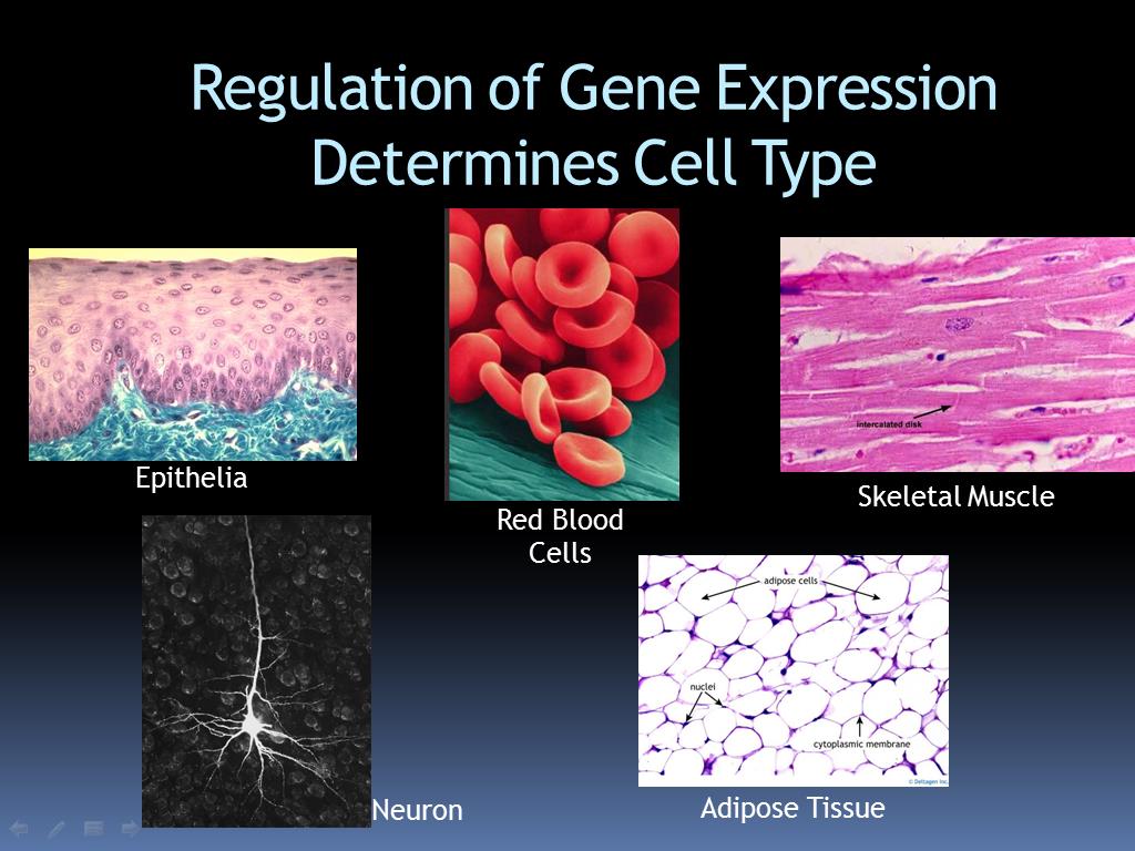 Regulation of Gene Expression Determines Cell Type