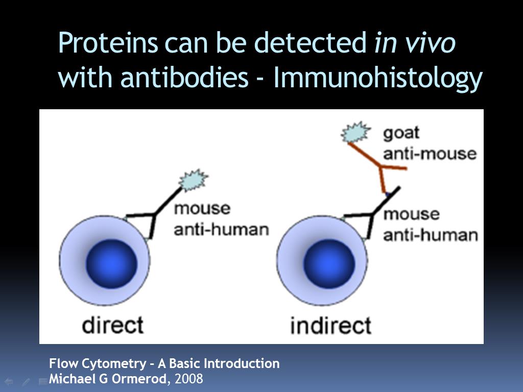 Proteins can be detected in vivo with antibodies - Immunohistology