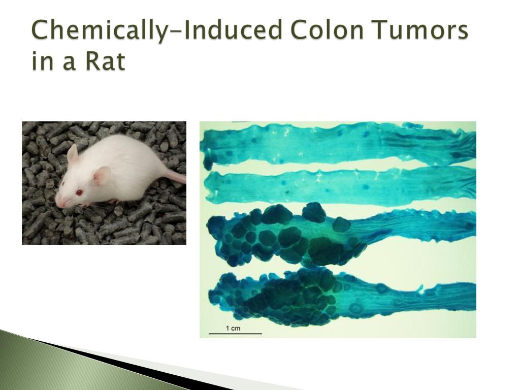 Chemically-Induced Colon Tumors in a Rat