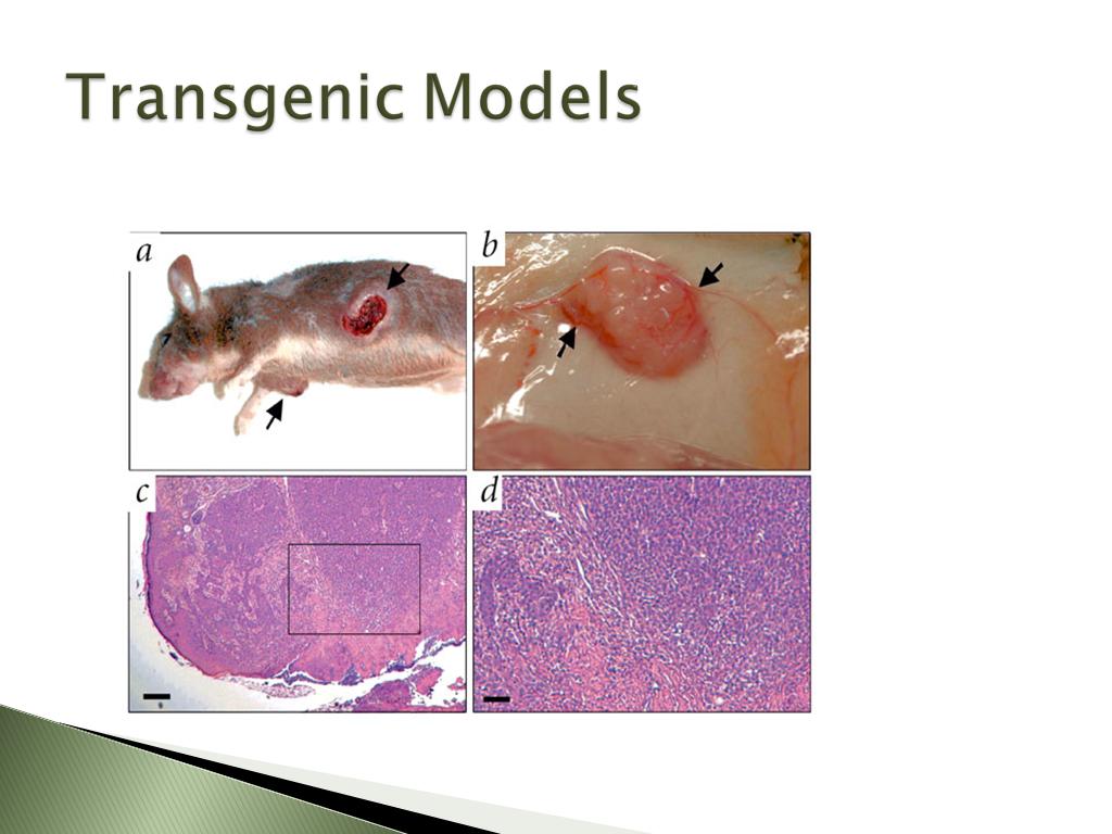 Transgenic Models