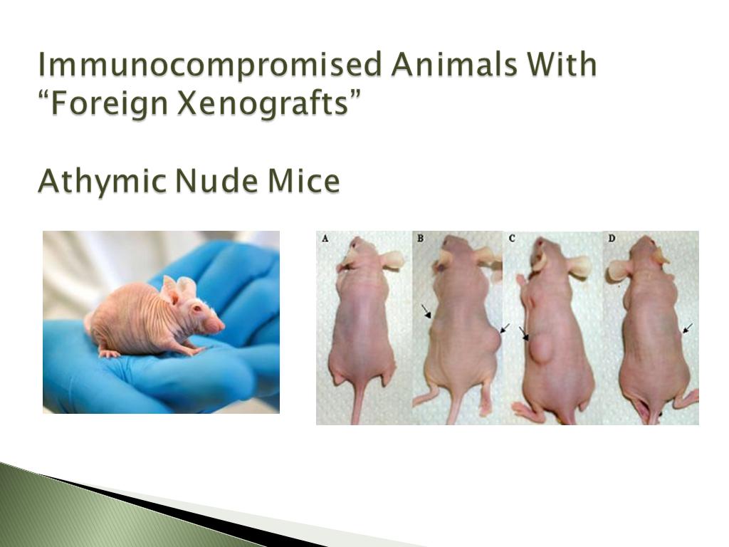 Immunocompromised Animals With 