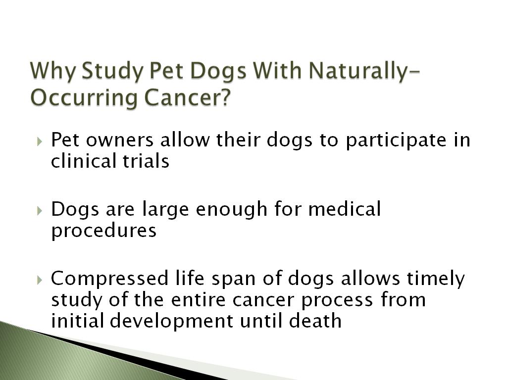Why Study Pet Dogs With Naturally-Occurring Cancer?