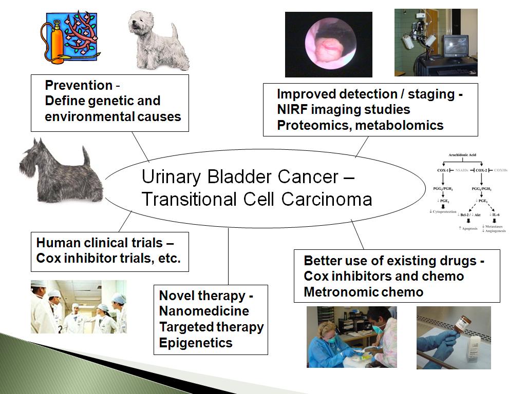 Urinary Bladder Cancer – Transitional Cell Carcinoma