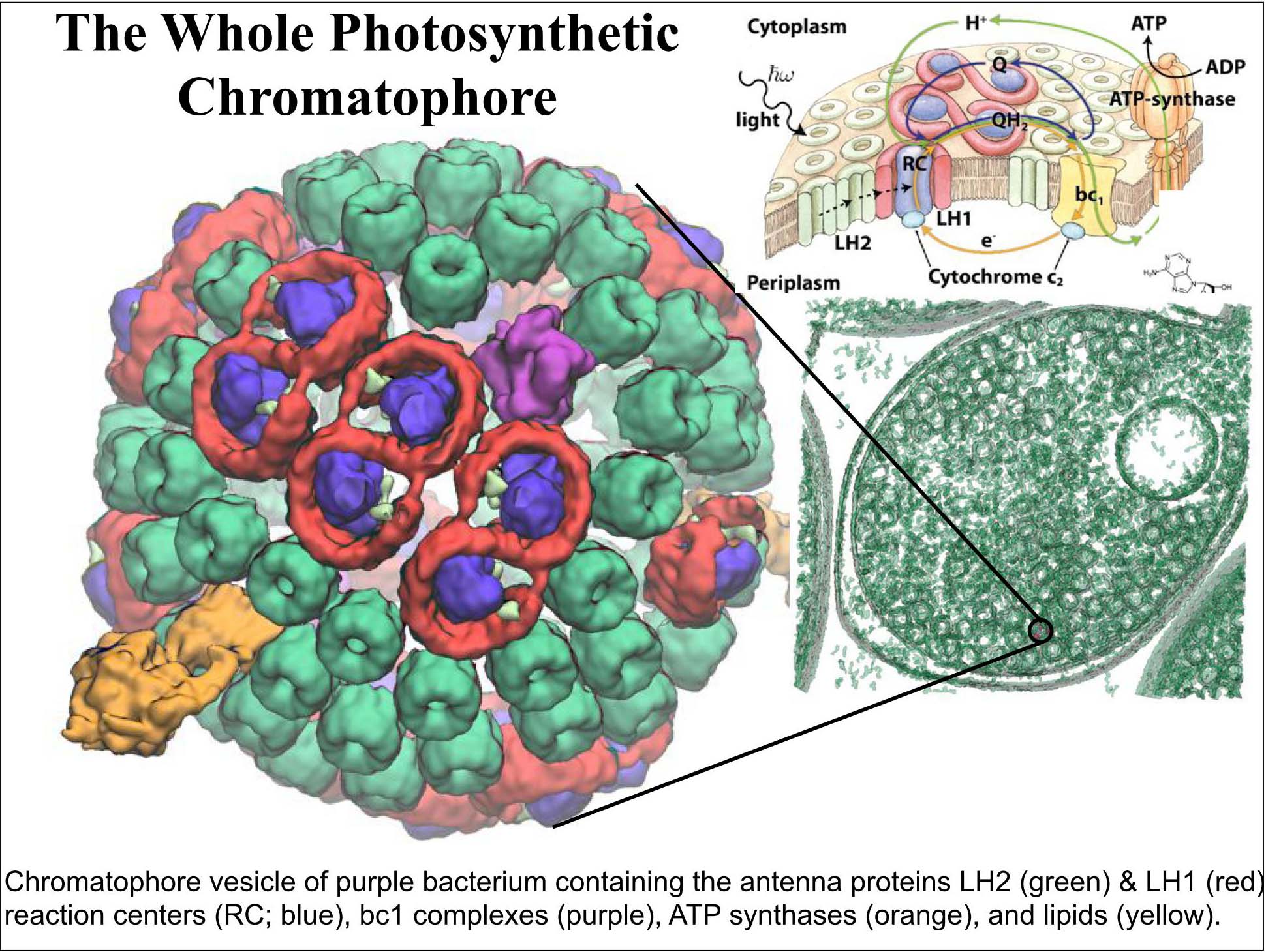 nanoHUB.org - Resources: [Illinois] Phys550 Lecture 2: Photosynthesis I