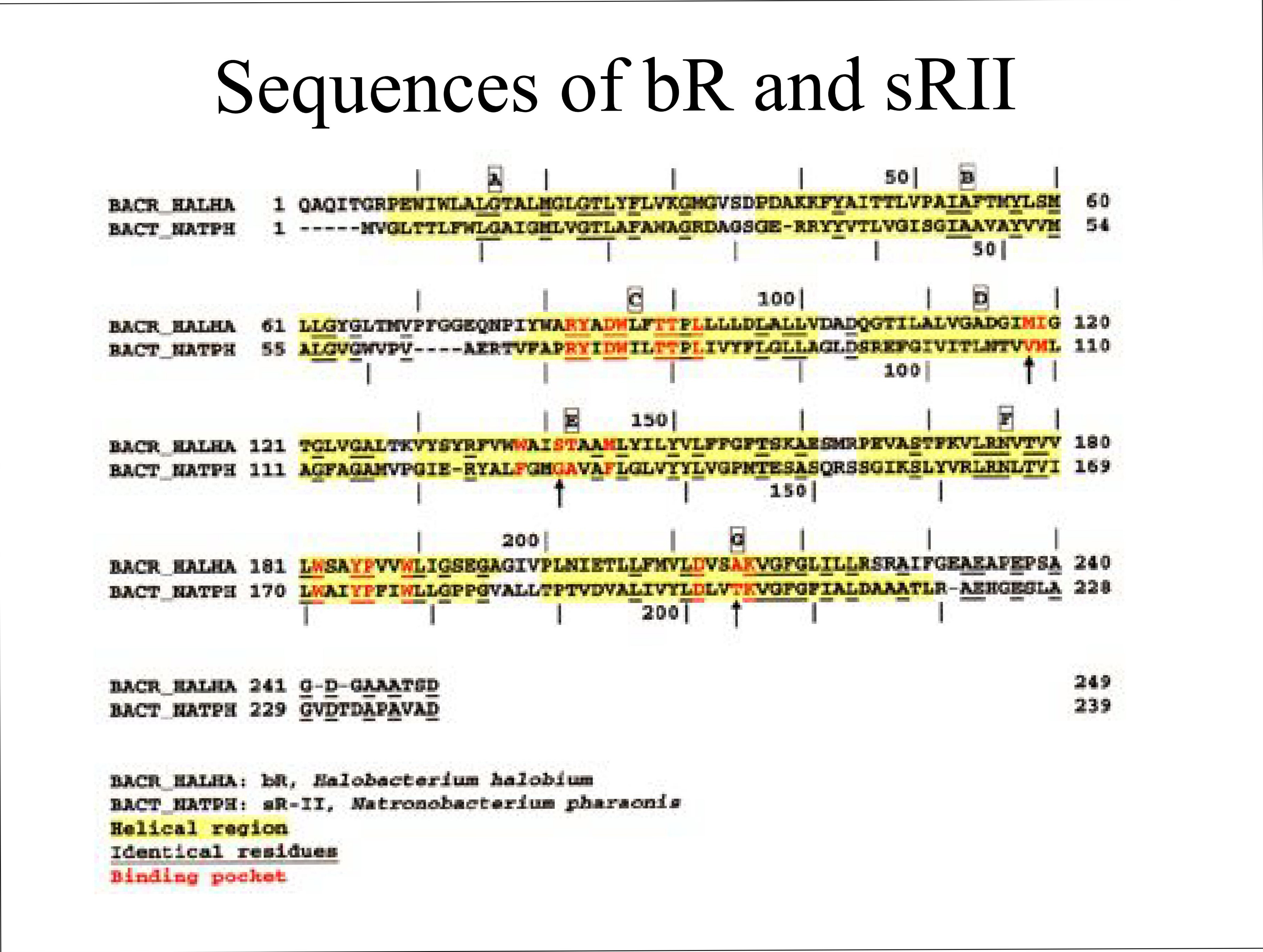 Sequences of bR and sRII