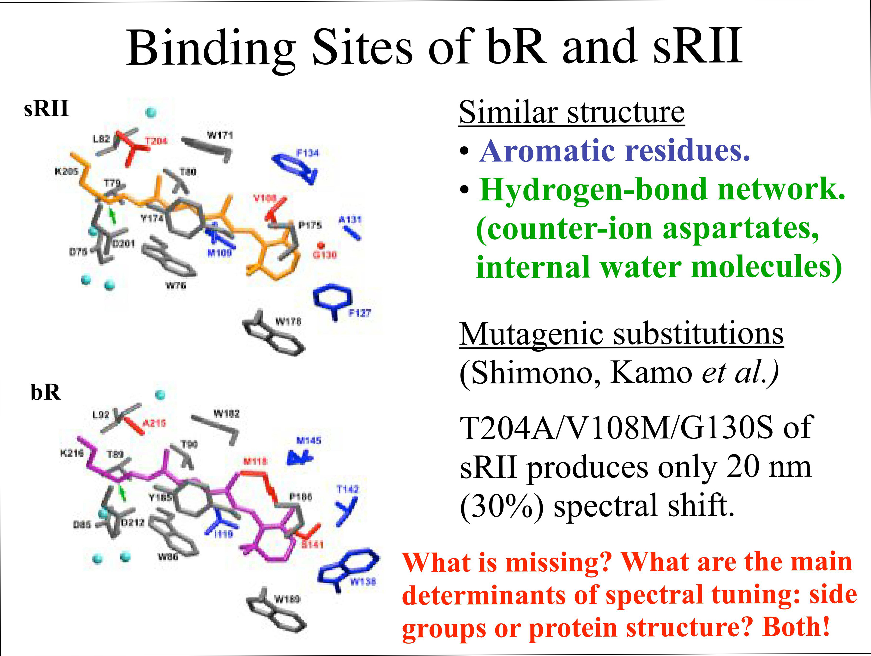 Binding Sites of bR and sRII