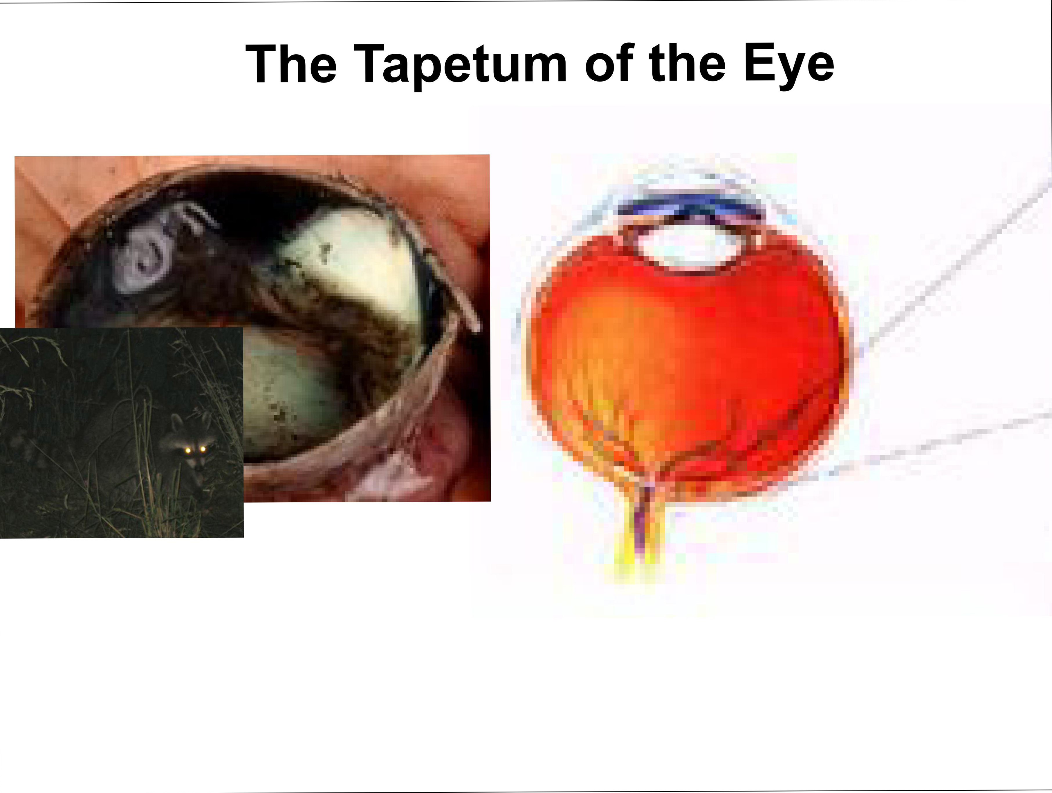 The Tapetum of the Eye
