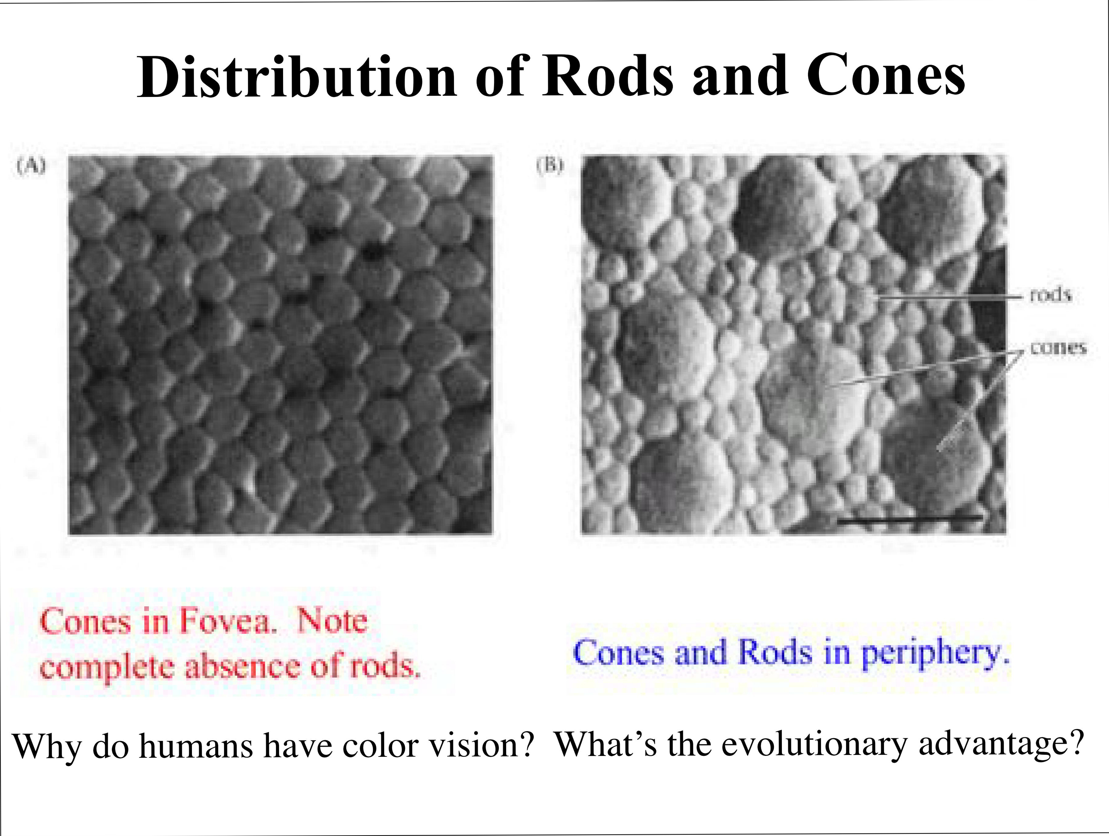 Distribution of Rods and Cones