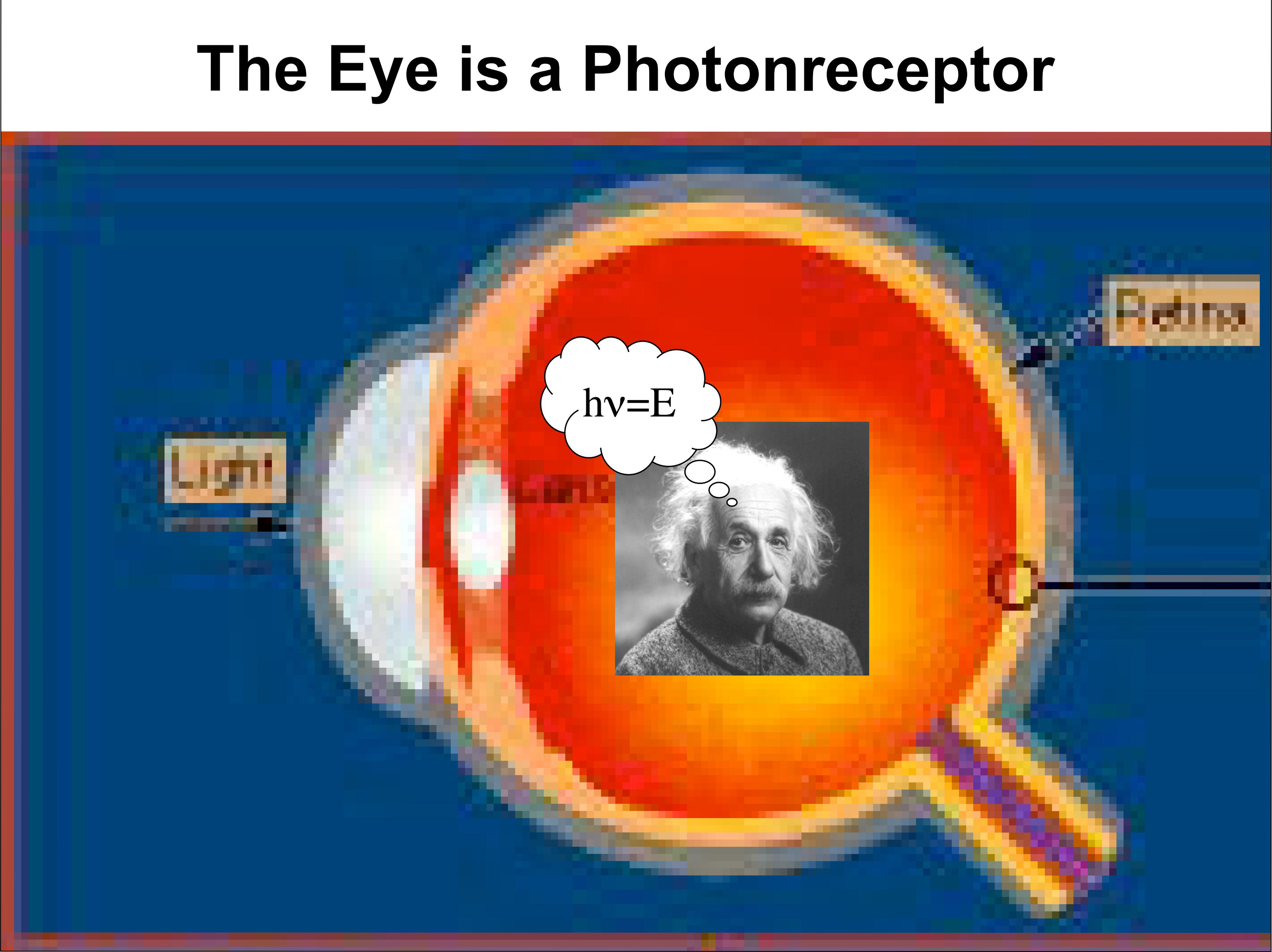 The Eye is a Photonreceptor