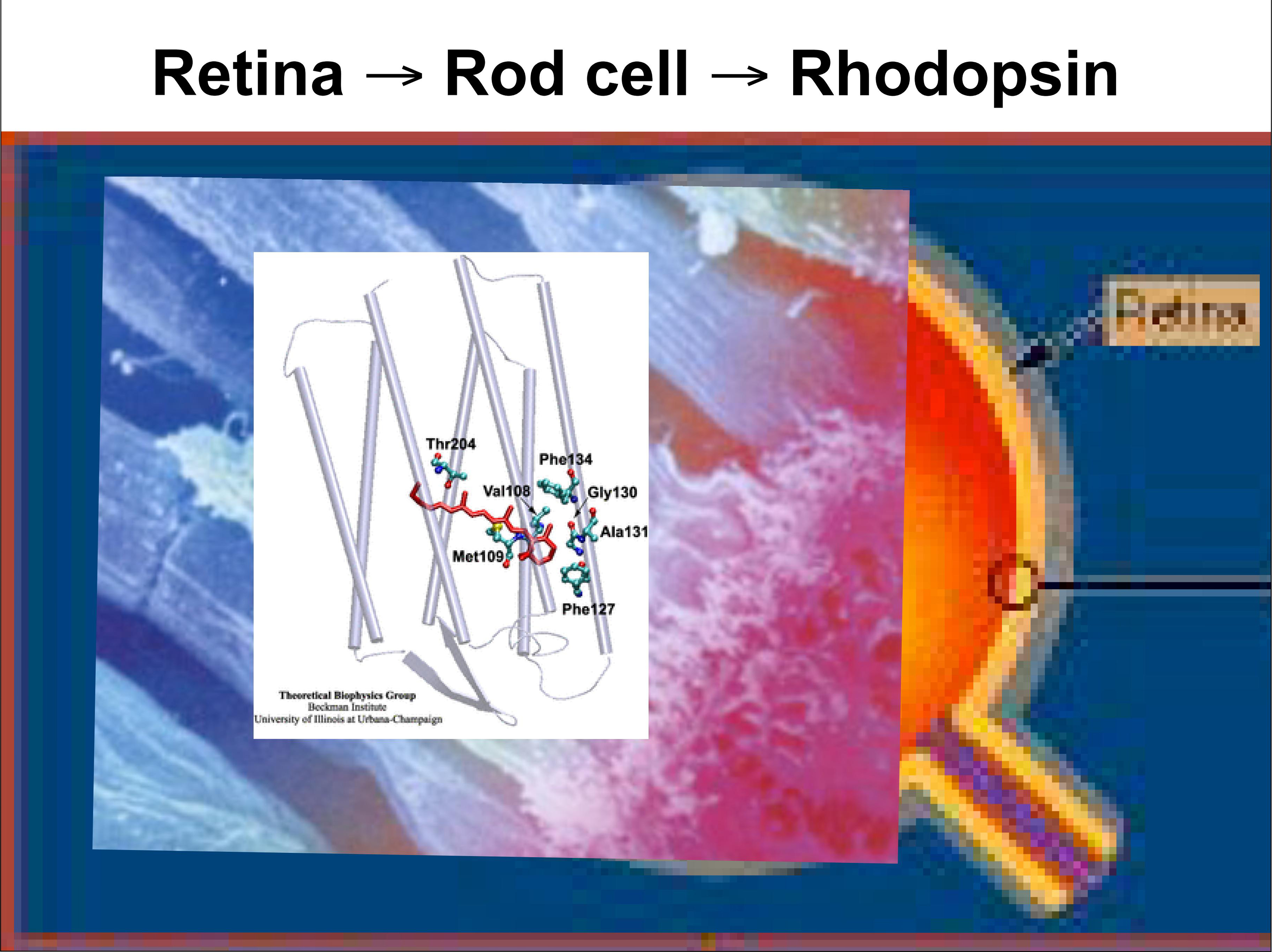 Retina -> Rod cell -> Rhodopsin