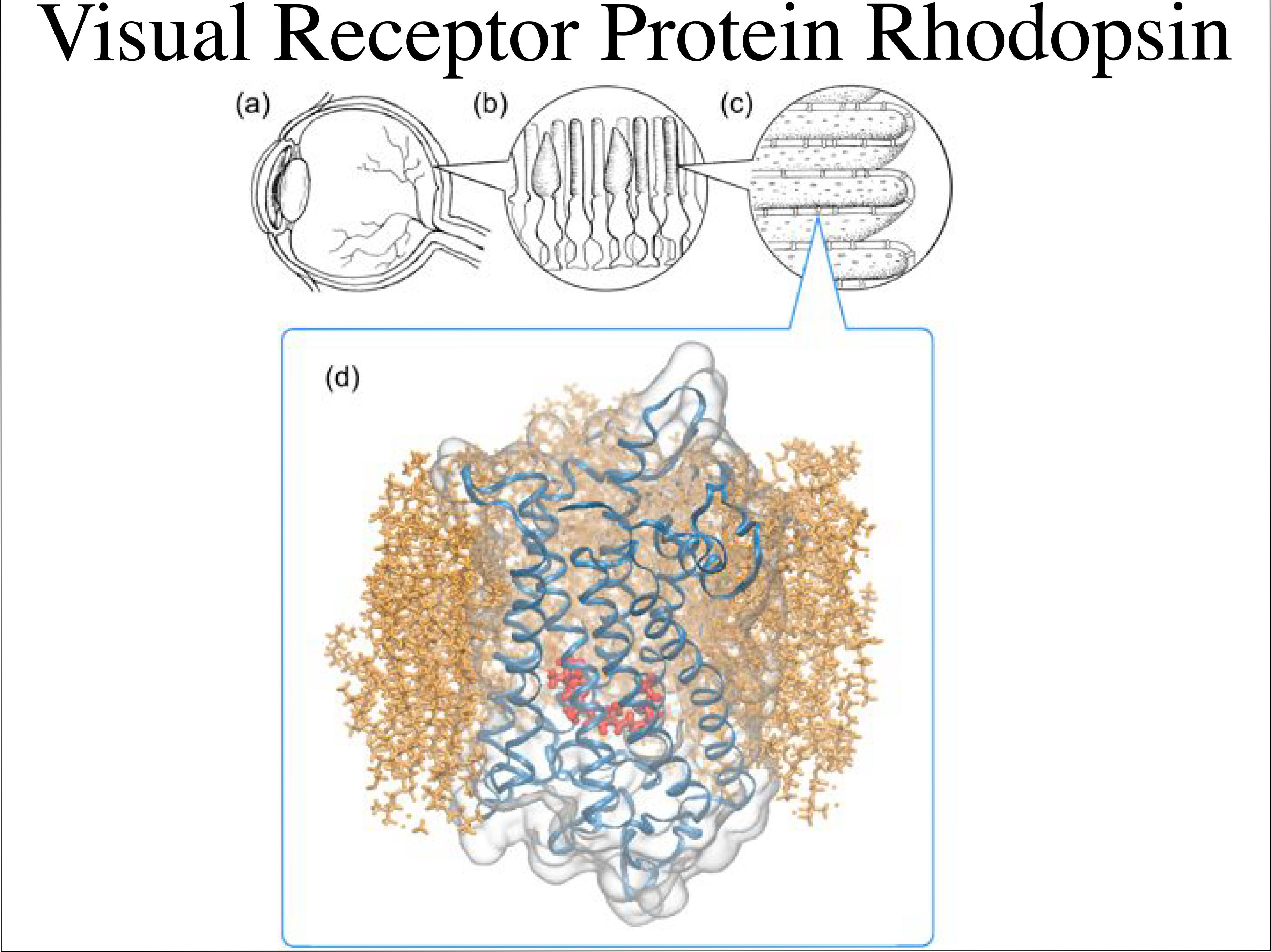 Visual Receptor Protein Rhodopsin