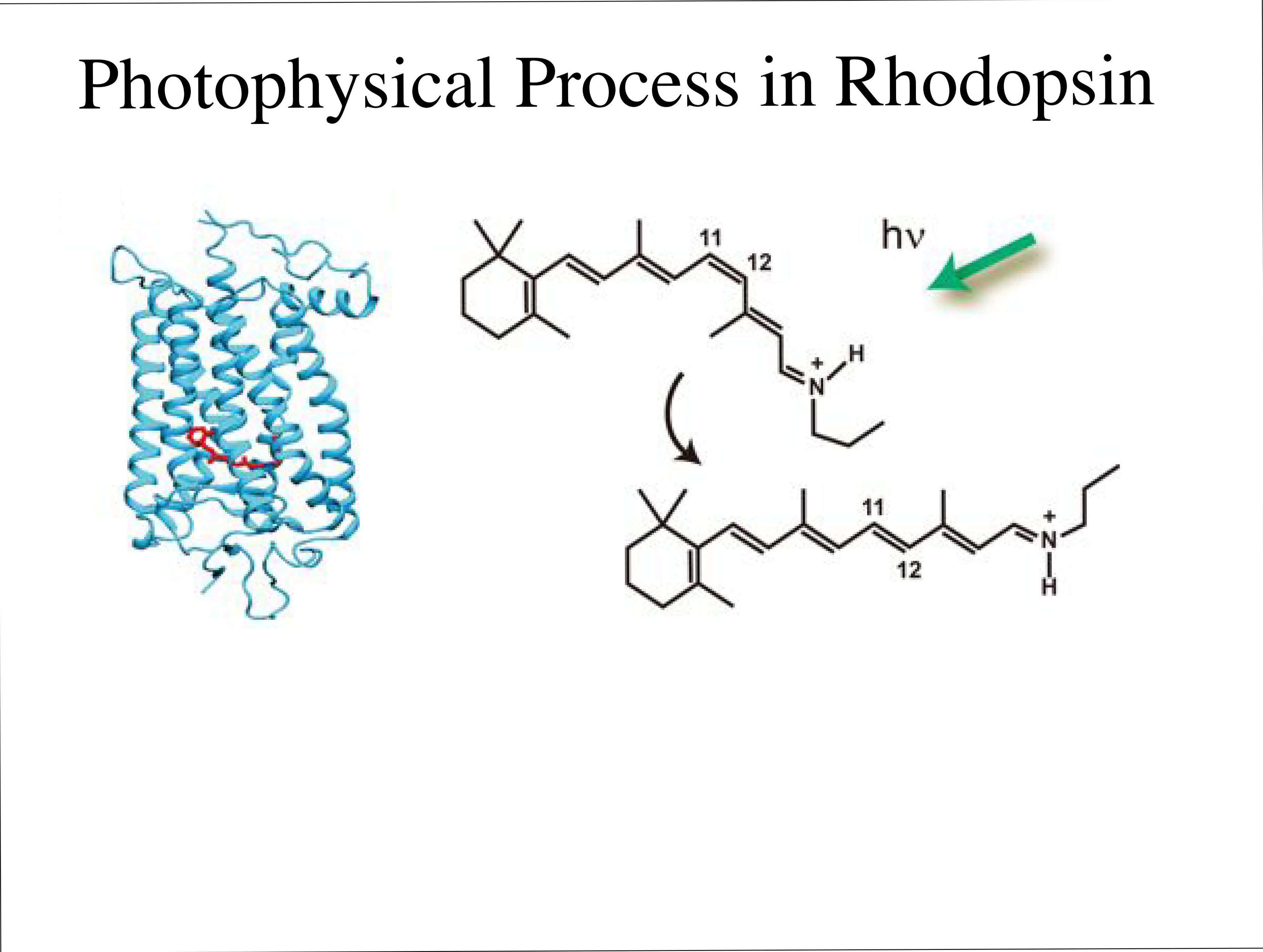 Photophysical Process in Rhodopsin