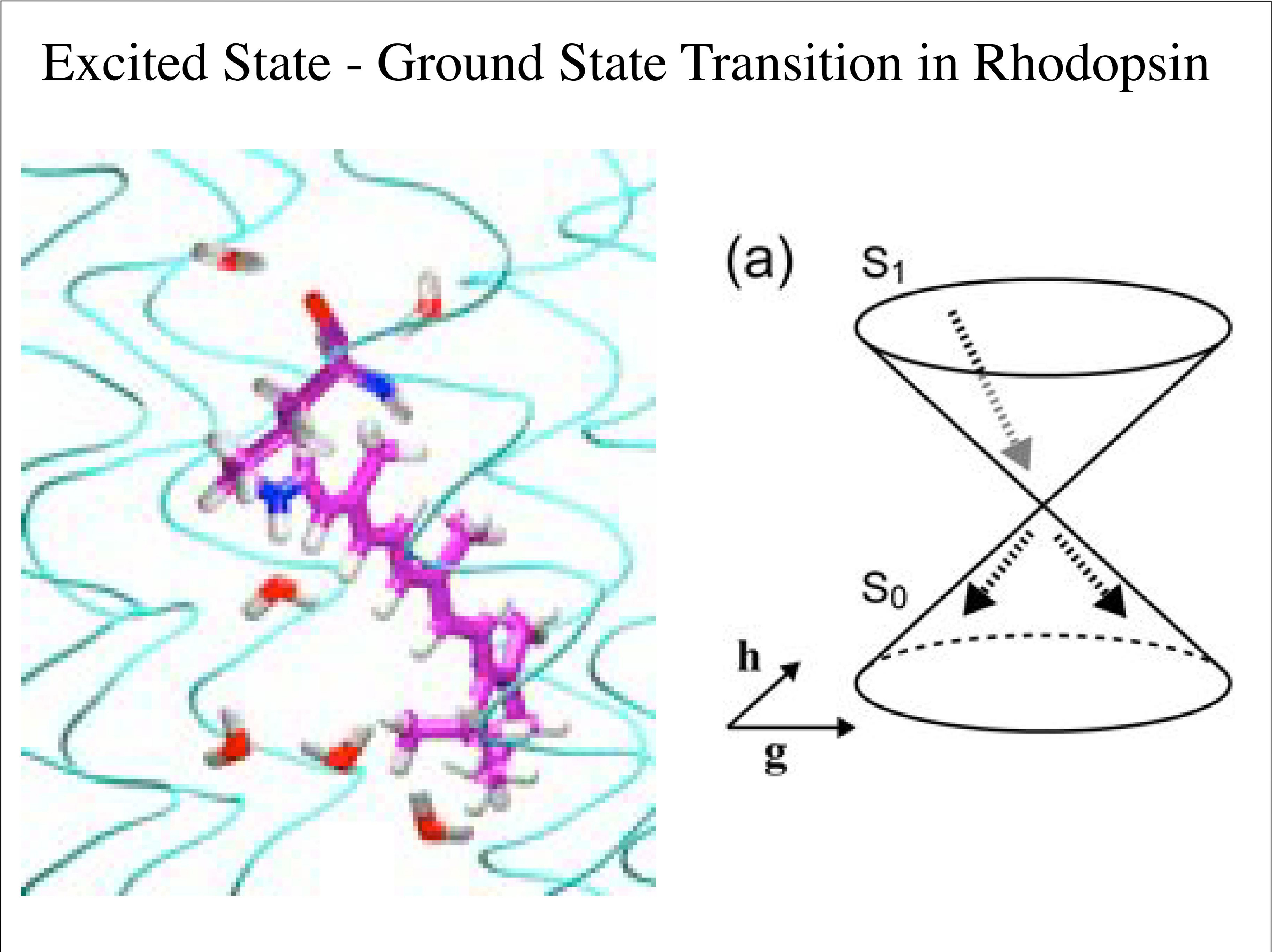 Excited State - Ground State Transition in Rhodopsin