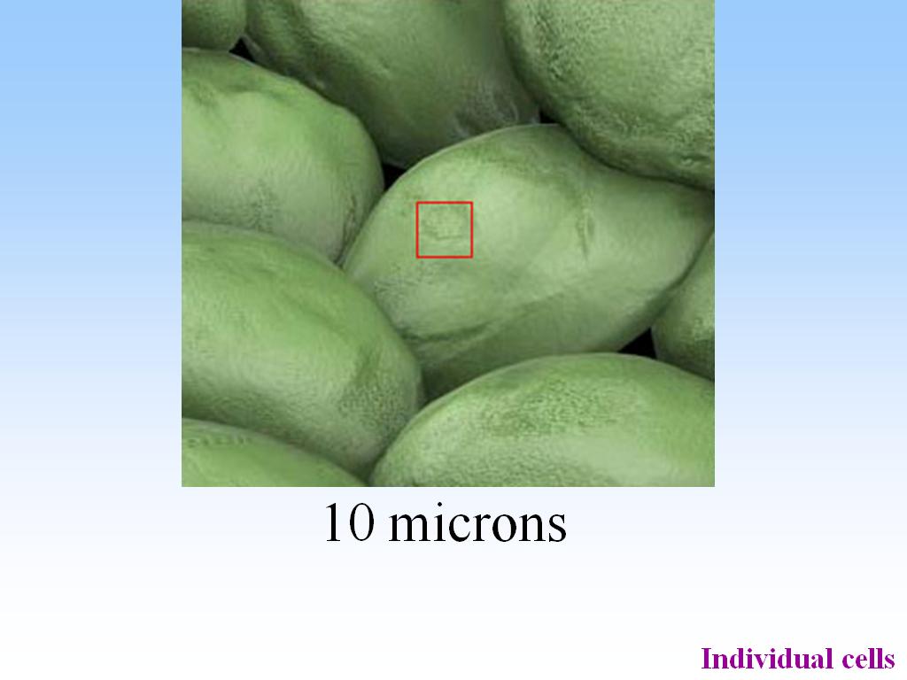 10 microns