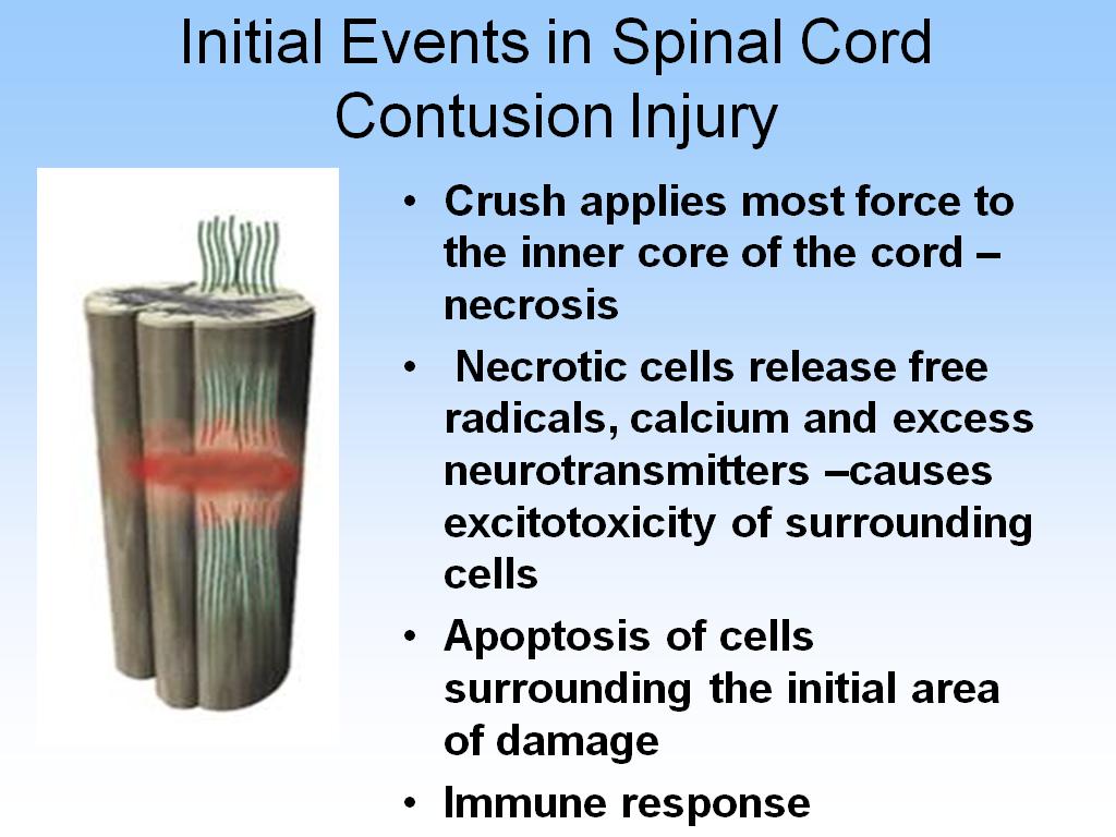 Initial Events in Spinal Cord Contusion Injury