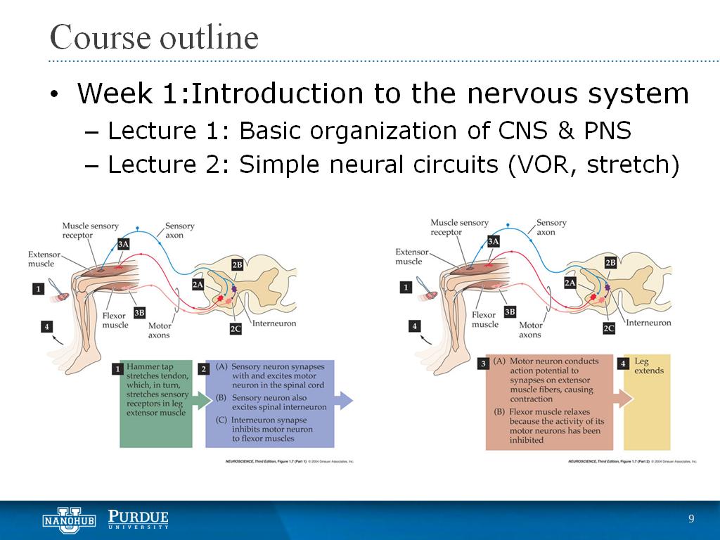 Week 1 Lecture 2: Simple neural circuits (VOR, stretch)