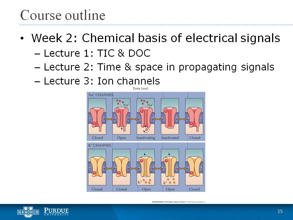 Week 2 Lecture 3: Ion channels