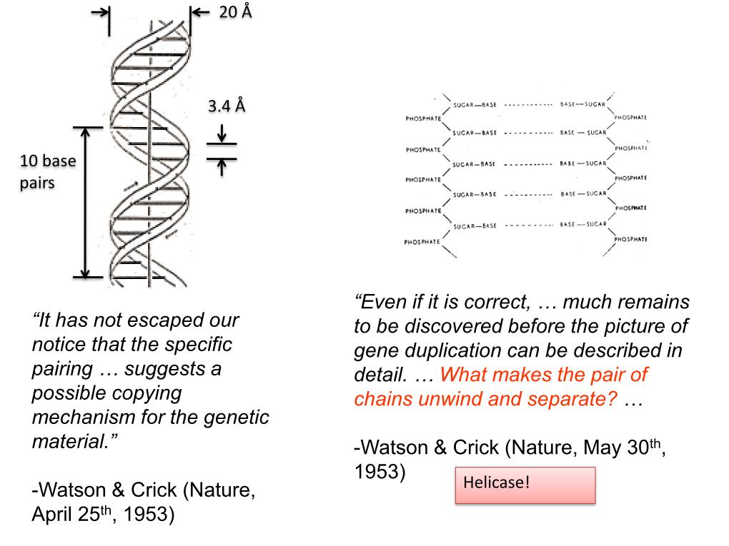 Resources Illinois Phys550 Lecture 18 Motor Proteinsflorescencedna And 2 2328