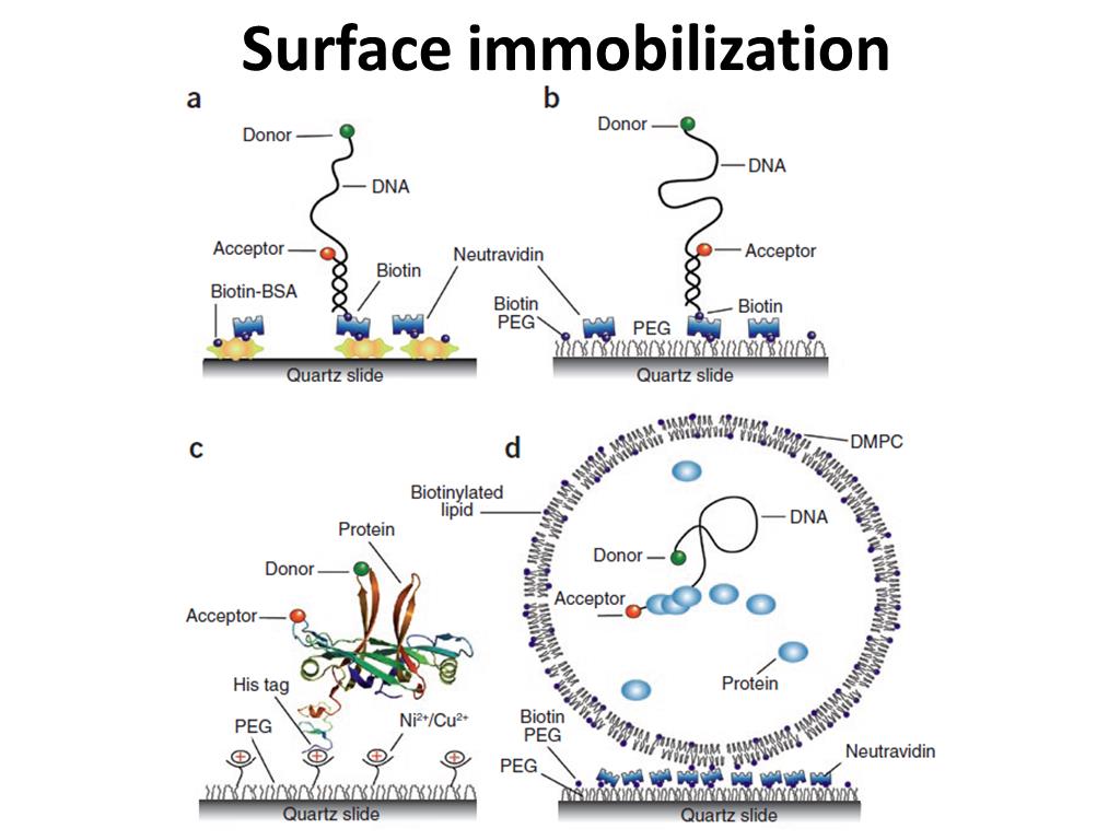 Донор днк. Immobilization vector. DNA ZIF 8 immobilization. Immobilisation of RNA on surface.