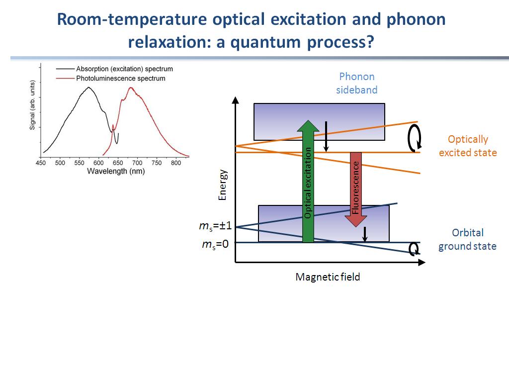 Room-temperature optical excitation and phonon relaxation: a quantum process?