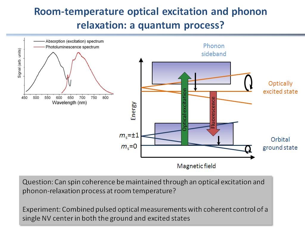 Room-temperature optical excitation and phonon relaxation: a quantum process?