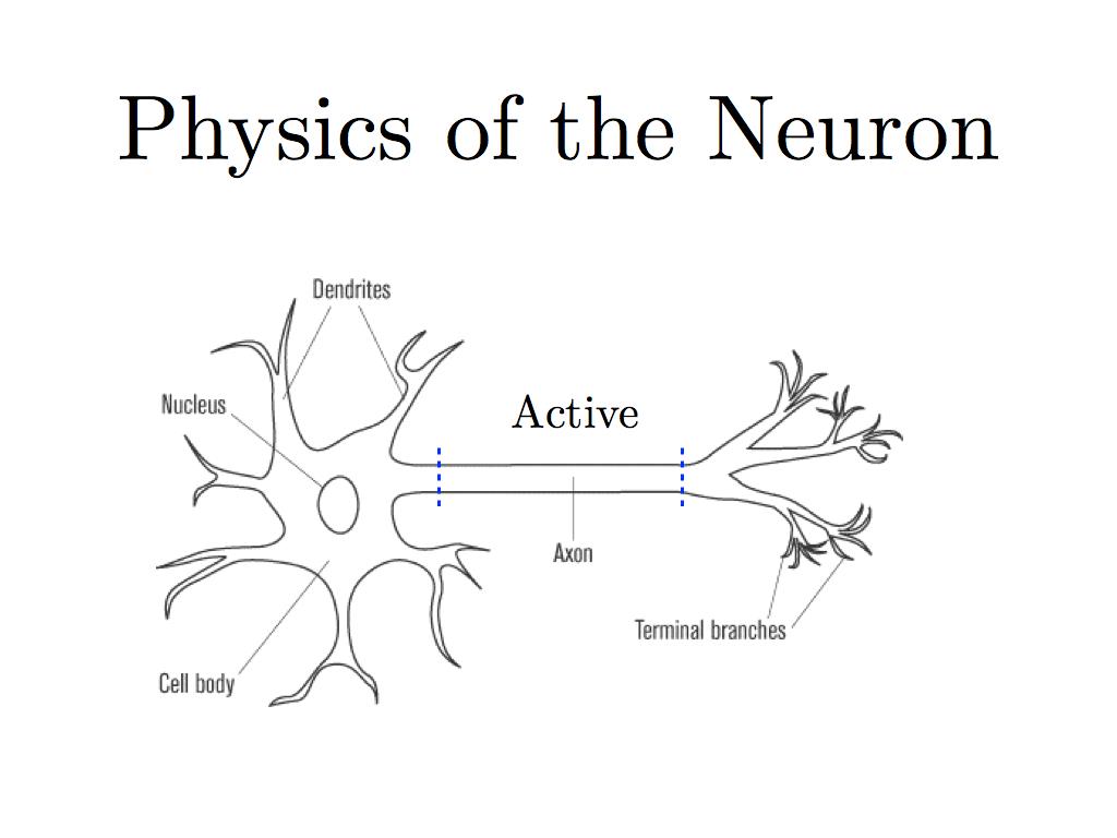 Physics of the Neuron