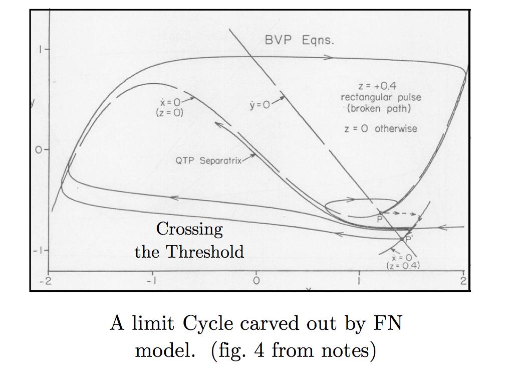 Limit Cycle of FNE