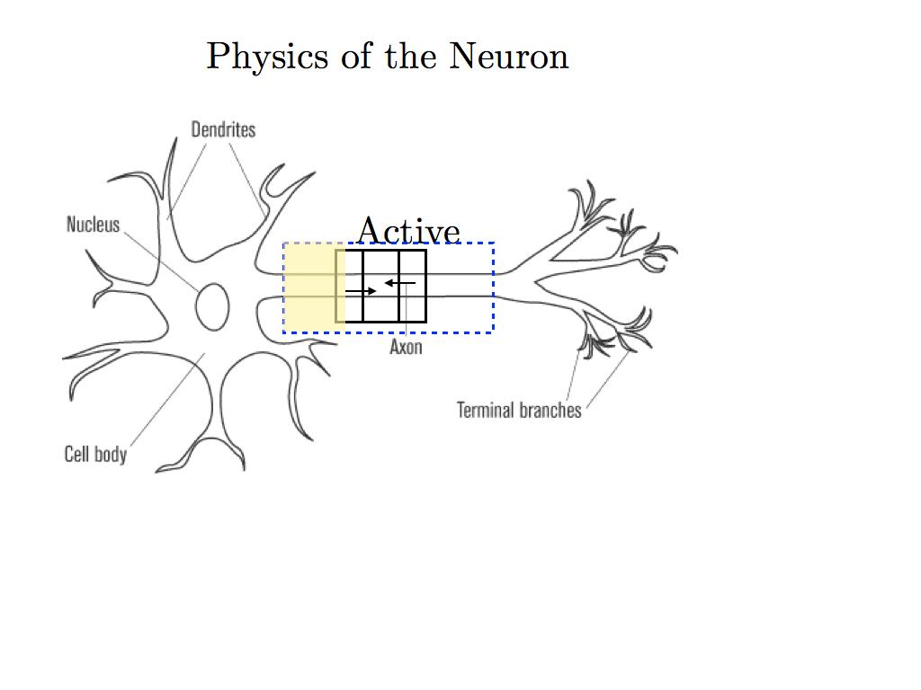 Neuron Coupling