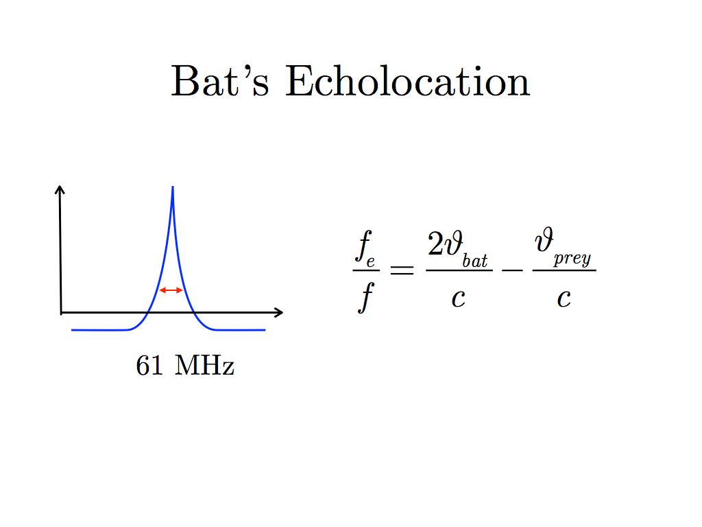 Bat's Echolocation