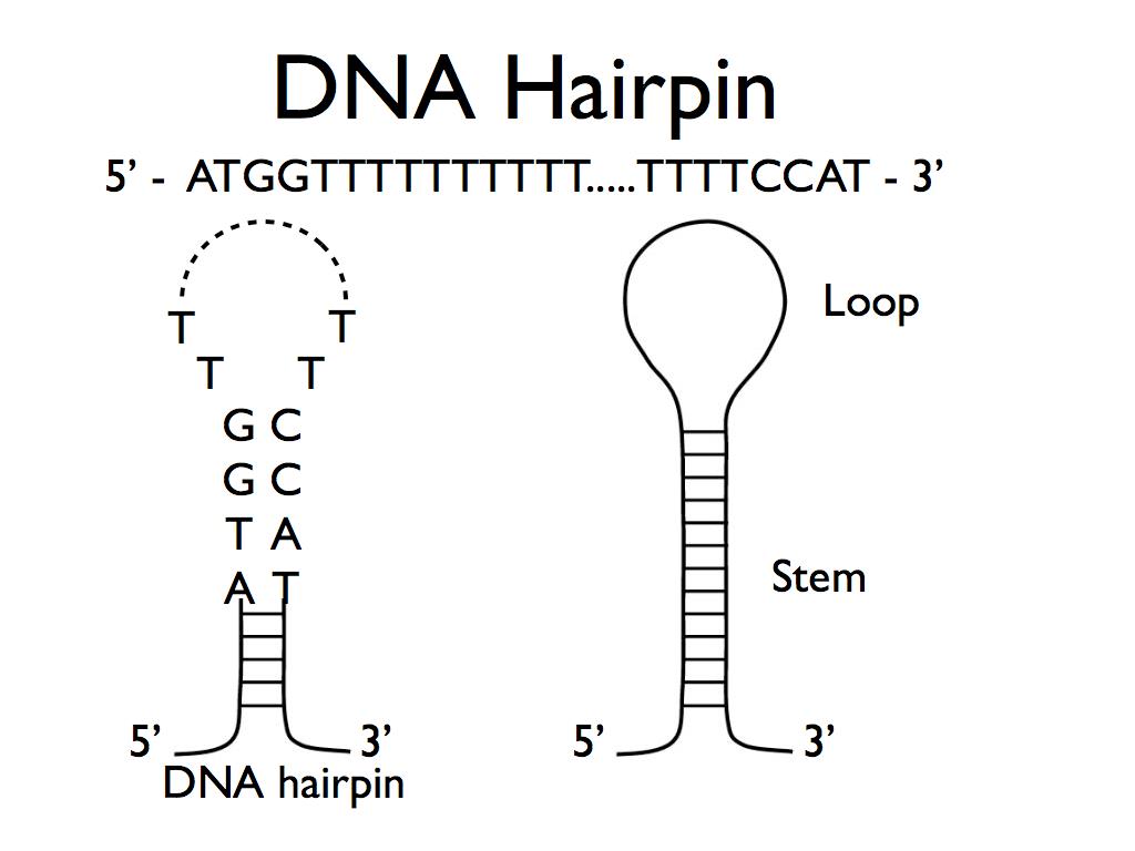 hairpin structure dna