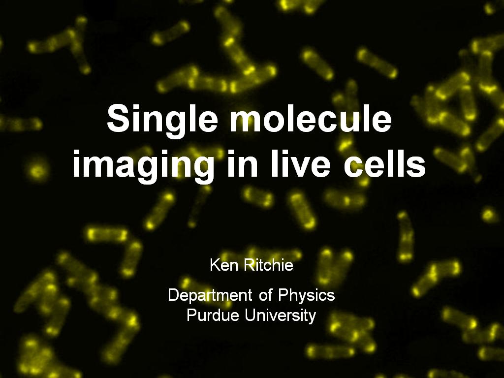 Single molecule imaging in live cells