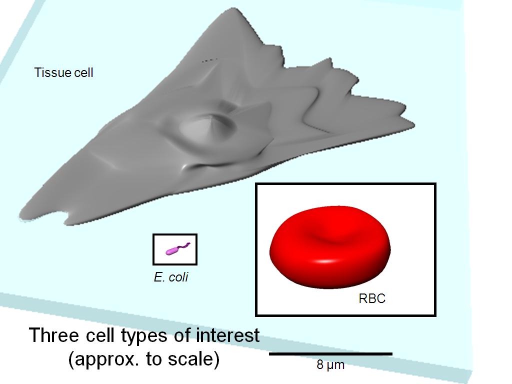 Tissue cell