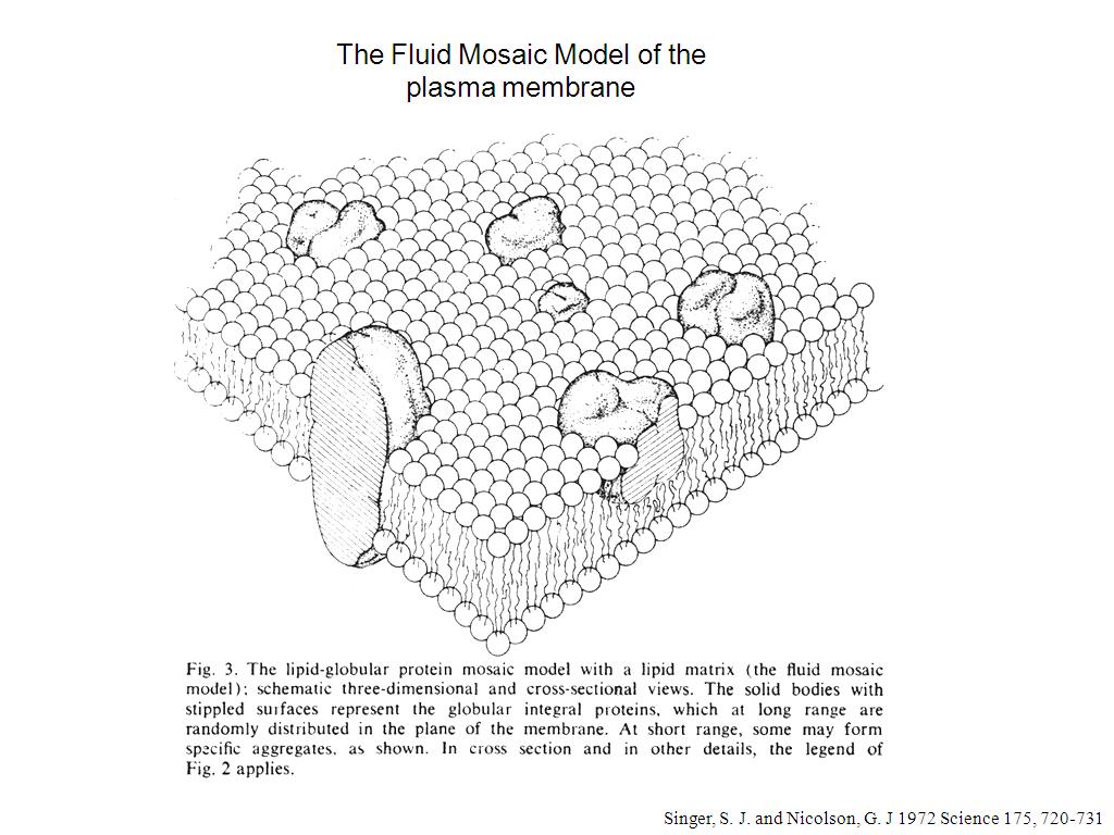 The Fluid Mosaic Model of the plasma membrane