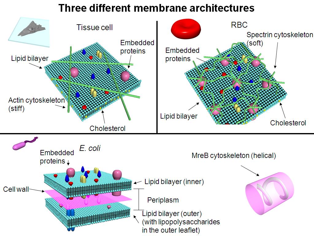 Three different membrane architectures