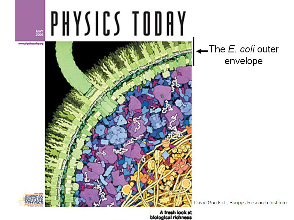 The E. coli outer envelope
