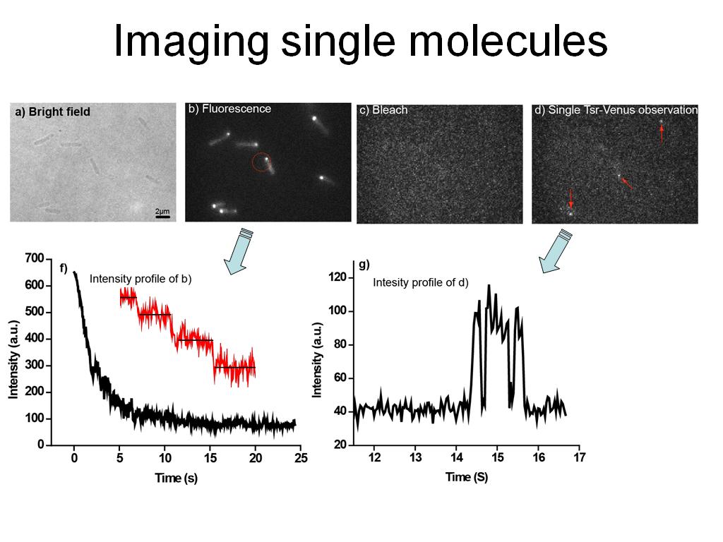 Imaging single molecules